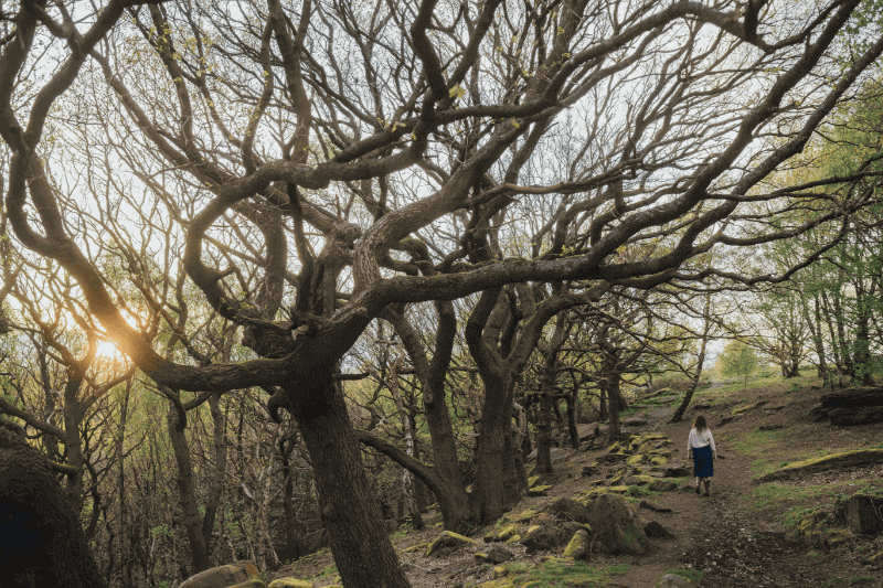 Moira Fuller walking alone through woodland path, representing space and clarity in Business Mentoring